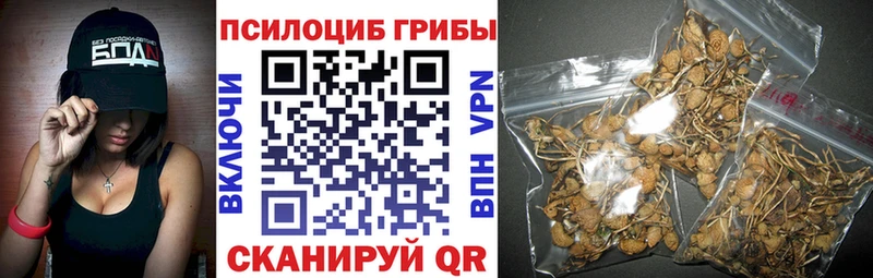 где можно купить Тара Галлюциногенные грибы мицелий